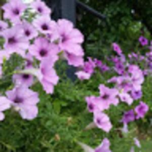 Meet your Posher, Thanh